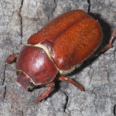 Unverified Scarab beetle (Scarabaeidae) at Capalaba, QLD - 19 Nov 2023 by Harrisi