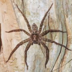 Heteropoda jugulans (Brown Huntsman Spider) at Warana, QLD - 19 Nov 2023 by Harrisi