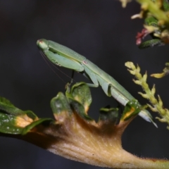 Orthodera ministralis at Wellington Point, QLD - 10 Nov 2023 by TimL