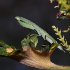 Unidentified Praying mantis (Mantodea) at Wellington Point, QLD - 10 Nov 2023 by TimL