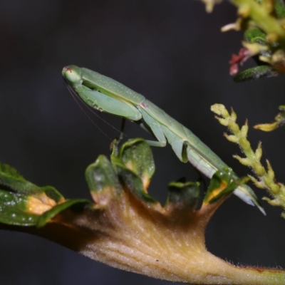 Unidentified Praying mantis (Mantodea) at Wellington Point, QLD - 10 Nov 2023 by TimL