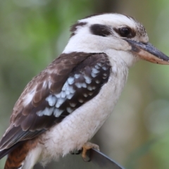 Dacelo novaeguineae (Laughing Kookaburra) at Capalaba, QLD - 22 Nov 2023 by TimL