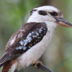 Dacelo novaeguineae (Laughing Kookaburra) at Capalaba, QLD - 21 Nov 2023 by TimL