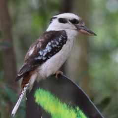 Dacelo novaeguineae at Capalaba, QLD - 22 Nov 2023