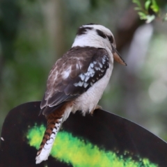 Dacelo novaeguineae at Capalaba, QLD - 22 Nov 2023