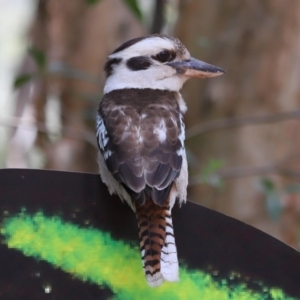 Dacelo novaeguineae at Capalaba, QLD - 22 Nov 2023 09:57 AM