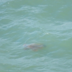 Chelonioidea (superfamily) (Sea Turtles) at Port Douglas, QLD - 26 Jun 2023 by BenW