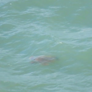 Chelonioidea (superfamily) at Port Douglas, QLD - suppressed