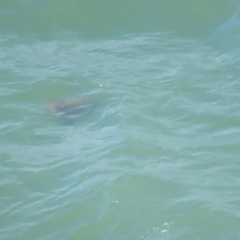 Chelonioidea (superfamily) at Port Douglas, QLD - suppressed