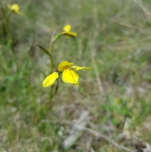 Diuris monticola at Mt Holland - suppressed