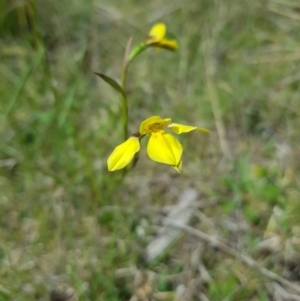 Diuris monticola at Mt Holland - suppressed