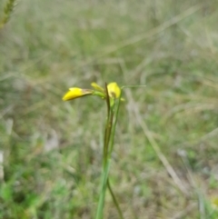 Diuris monticola at Mt Holland - suppressed