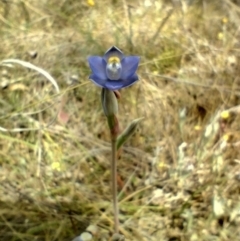 Thelymitra sp. (pauciflora complex) (Sun Orchid) at Goorooyarroo NR (ACT) - 30 Oct 2023 by MilesKeighley2