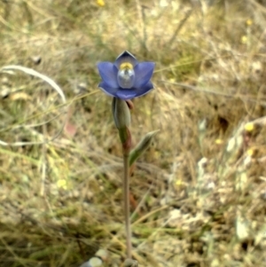 Thelymitra sp. (pauciflora complex) at Goorooyarroo NR (ACT) - 30 Oct 2023