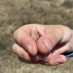 Acrida conica at Gundaroo, NSW - suppressed