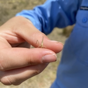 Acrida conica at Gundaroo, NSW - 27 Nov 2023