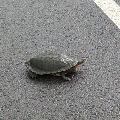 Chelodina longicollis (Eastern Long-necked Turtle) at Weston Creek, ACT - 29 Nov 2023 by jtneill