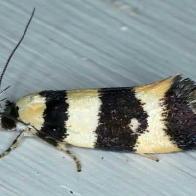 Telecrates melanochrysa (Telecrates melanochrysa) at Ainslie, ACT - 27 Nov 2023 by jb2602