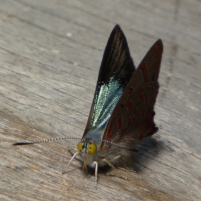 Hypochrysops delicia (Moonlight Jewel) at Borough, NSW - 27 Nov 2023 by Paul4K