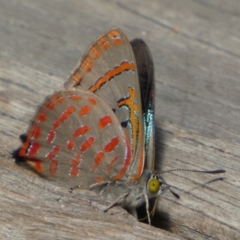 Hypochrysops delicia at Boro - 27 Nov 2023