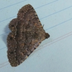 Diatenes aglossoides (An Erebid Moth) at QPRC LGA - 27 Nov 2023 by Paul4K