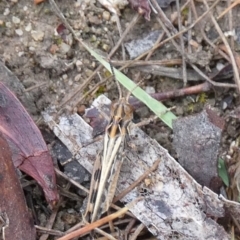 Austroicetes sp. (genus) (A grasshopper) at Boro - 28 Nov 2023 by Paul4K
