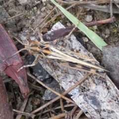 Austroicetes sp. (genus) at QPRC LGA - suppressed