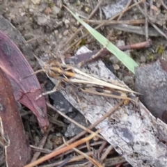 Austroicetes sp. (genus) at QPRC LGA - 28 Nov 2023