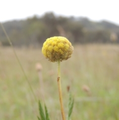 Craspedia variabilis (Common Billy Buttons) at Bonner, ACT - 4 Nov 2023 by MichaelBedingfield
