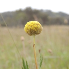 Craspedia variabilis (Common Billy Buttons) at Mulligans Flat - 4 Nov 2023 by michaelb