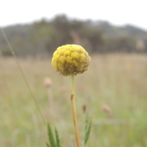 Craspedia variabilis at Mulligans Flat - suppressed