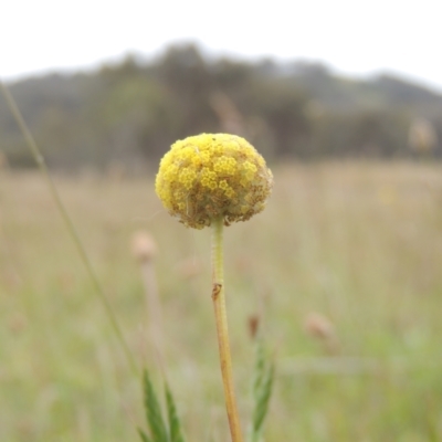 Craspedia variabilis (Common Billy Buttons) at Bonner, ACT - 4 Nov 2023 by michaelb