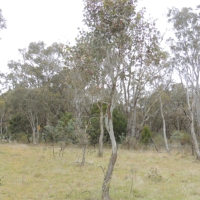 Eucalyptus blakelyi (Blakely's Red Gum) at Mulligans Flat - 4 Nov 2023 by michaelb