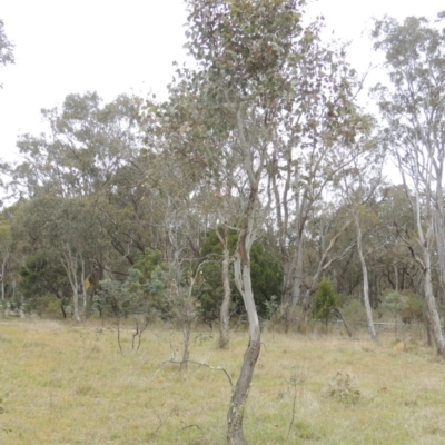 Eucalyptus blakelyi (Blakely's Red Gum) at Bonner, ACT - 4 Nov 2023 by MichaelBedingfield
