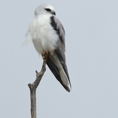 Elanus axillaris (Black-shouldered Kite) at Bungendore, NSW - 28 Nov 2023 by jb2602