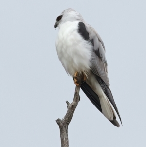 Elanus axillaris at QPRC LGA - 28 Nov 2023