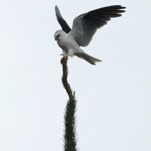 Elanus axillaris at QPRC LGA - 28 Nov 2023