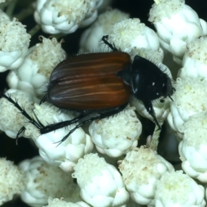 Phyllotocus rufipennis at QPRC LGA - 28 Nov 2023 11:13 AM