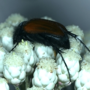 Phyllotocus rufipennis at QPRC LGA - 28 Nov 2023