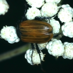 Phyllotocus rufipennis at QPRC LGA - 28 Nov 2023 11:13 AM