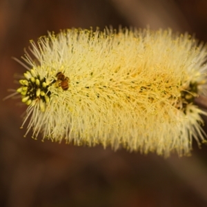 Xanthorrhoea macronema at Koonyum Range, NSW - 27 Nov 2023