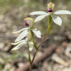 Caladenia cucullata (Lemon Caps) at Broadway, NSW - 20 Oct 2023 by AJB