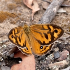 Heteronympha merope (Common Brown Butterfly) at QPRC LGA - 27 Nov 2023 by jb2602