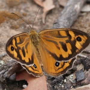 Heteronympha merope at QPRC LGA - 28 Nov 2023 09:32 AM