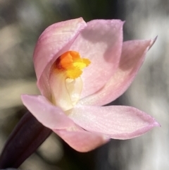 Thelymitra rubra (Salmon Sun Orchid) at Broadway TSR N.S.W. - 20 Oct 2023 by AJB