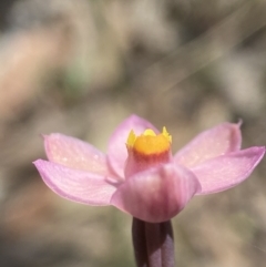 Thelymitra rubra at Broadway, NSW - 20 Oct 2023