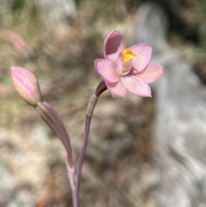 Thelymitra rubra at Broadway, NSW - 20 Oct 2023