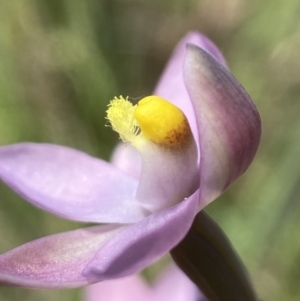 Thelymitra sp. (pauciflora complex) at Broadway, NSW - suppressed