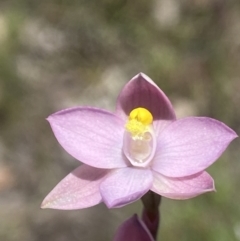 Thelymitra sp. (pauciflora complex) at Broadway, NSW - suppressed