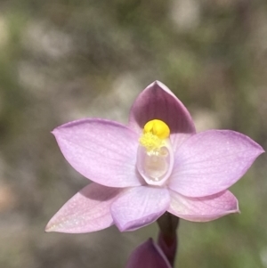 Thelymitra sp. (pauciflora complex) at Broadway, NSW - suppressed